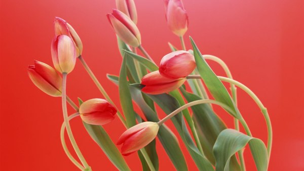 Изображение №17 1920x1080 «Тюльпаны на красном фоне» из коллекции «Обои Тюльпаны»