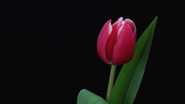 Изображение №33 1920x1080 «Один розовый тюльпан на темном фоне» из коллекции «Обои Тюльпаны»