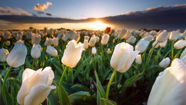 Изображение №22 1920x1080 «Красивый весенний пейзаж с белыми тюльпанами» из коллекции «Обои Тюльпаны»