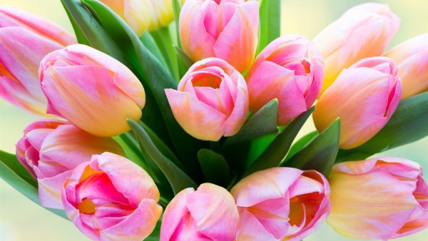 Изображение №9 2560x1440 «Букет красивых тюльпанов сверху» из коллекции «Обои Тюльпаны»