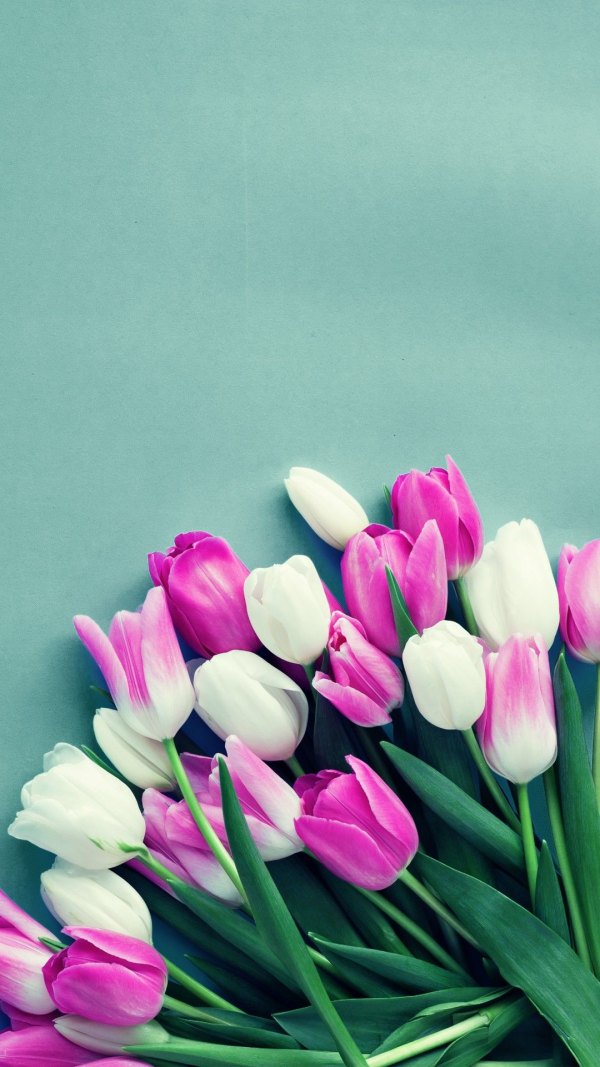 Изображение №5 1080x1920 «Белые и розовые тюльпаны» из коллекции «Обои Тюльпаны»