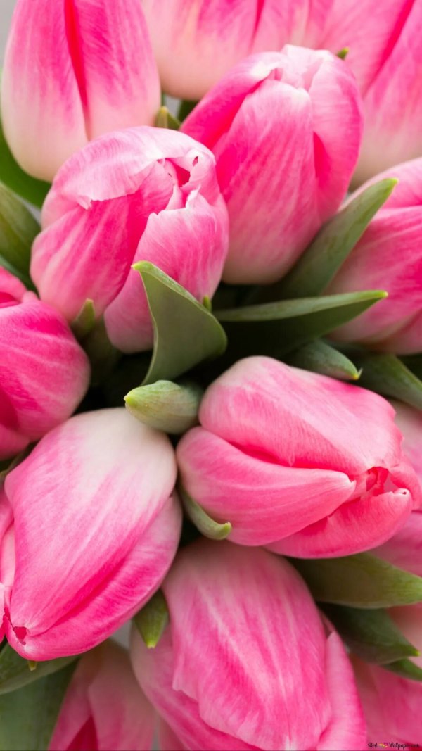 Изображение №4 1080x1920 «Яркие розовые тюльпаны» из коллекции «Обои Тюльпаны»