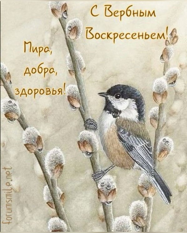 Изображение №36 1200x1500 «С Вербным Воскресеньем! Мира, добра, здоровья!» из коллекции «Открытки на Вербное Воскресенье»