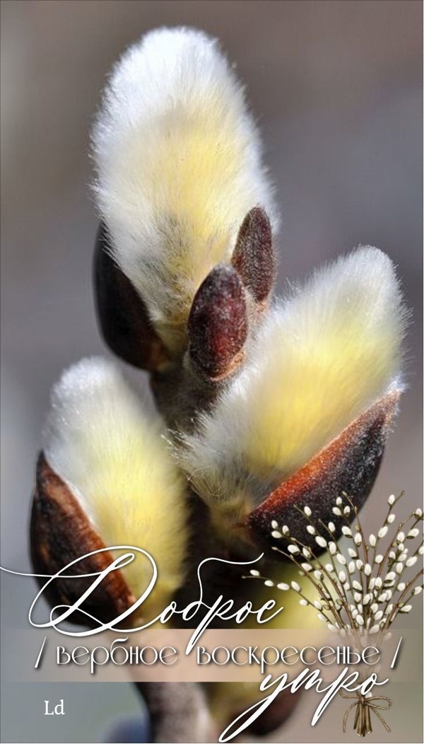 Изображение №37 736x1289 «Вербное Воскресенье! Доброе утро!» из коллекции «Открытки на Вербное Воскресенье»