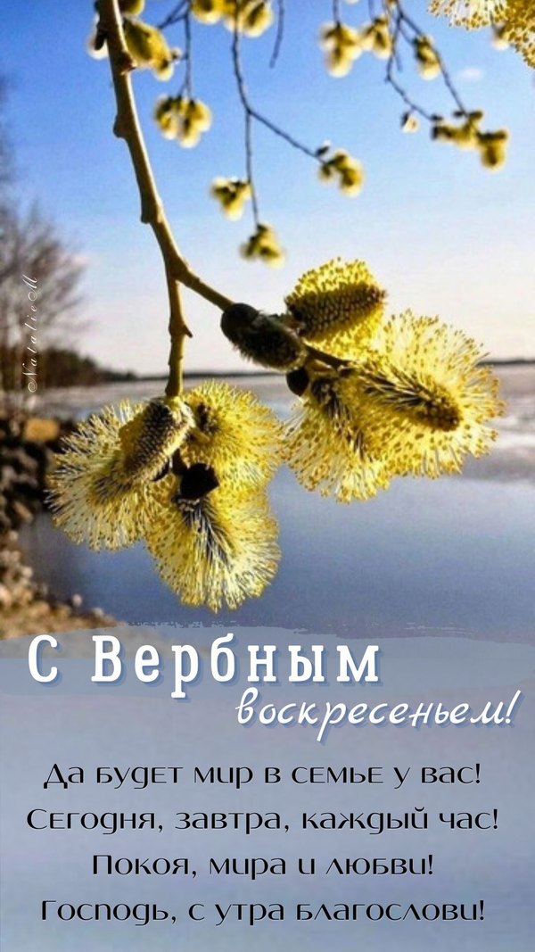 Изображение №41 1080x1920 «С Вербным Воскресеньем! Да будет мир в семье у вас!» из коллекции «Открытки на Вербное Воскресенье»