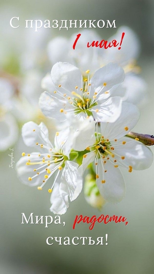 Изображение №3 720x1280 «Открытка с праздником 1 мая! Мира, радости, счастья!» из коллекции «Открытки на 1 Мая»