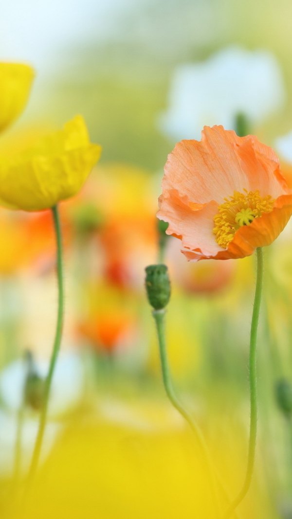 Изображение №42 1080x1920 «Цветы маки» из коллекции «Весна»