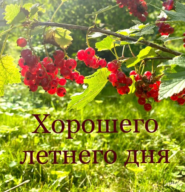 Изображение №54 1153x1200 «Открытка Хорошего летнего дня!» из коллекции «Летние открытки «Хорошего доброго дня!»»