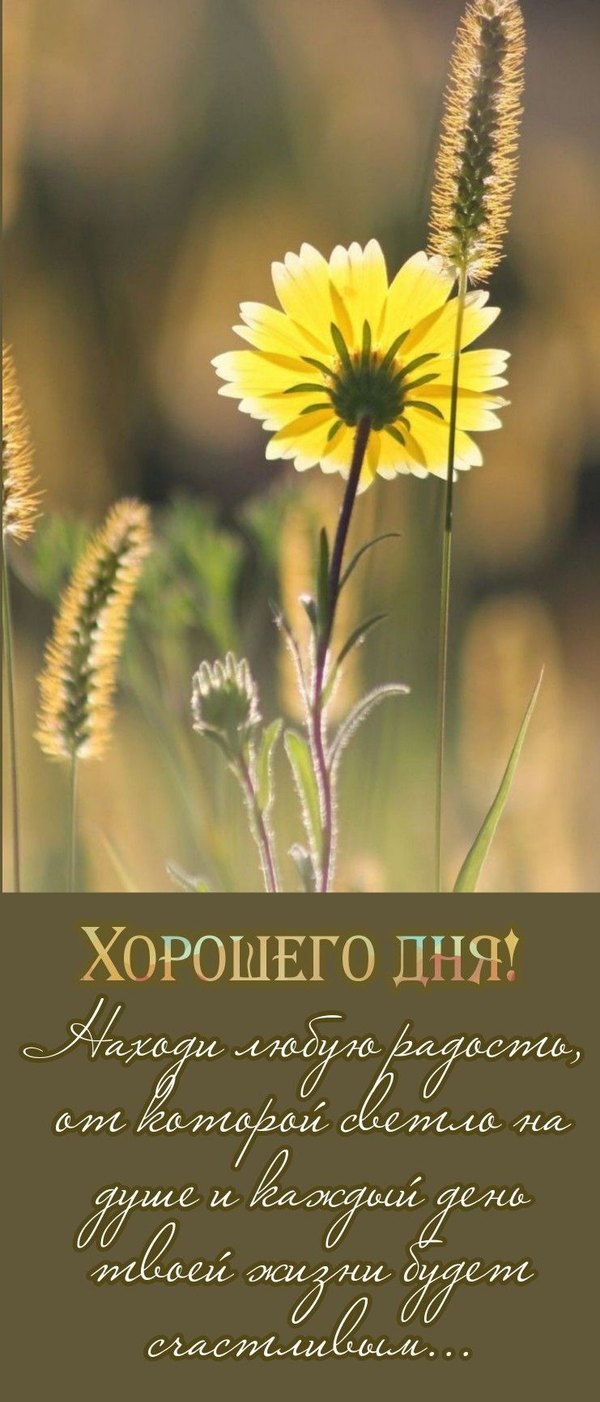 Изображение №13 741x1732 из коллекции «Летние открытки «Хорошего доброго дня!»»