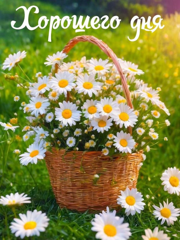 Изображение №10 736x981 «Картинка Хорошего дня! Ромашки.» из коллекции «Летние открытки «Хорошего доброго дня!»»