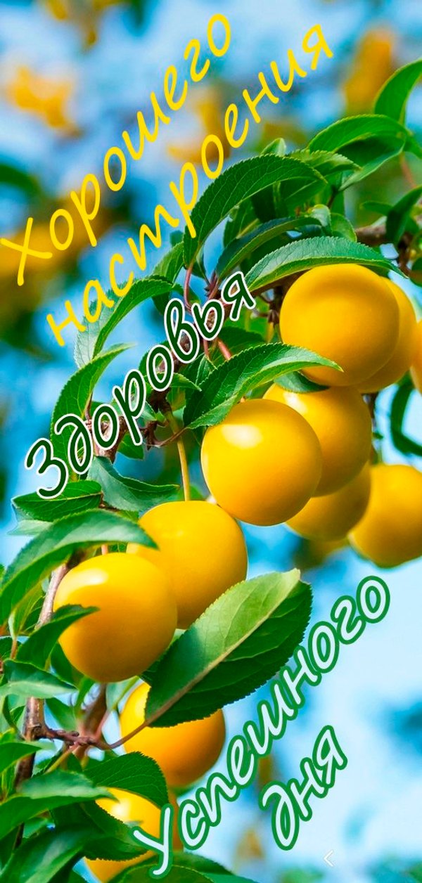 Изображение №9 564x1181 «Хорошего настроения! Успешного дня!» из коллекции «Летние открытки «Хорошего доброго дня!»»