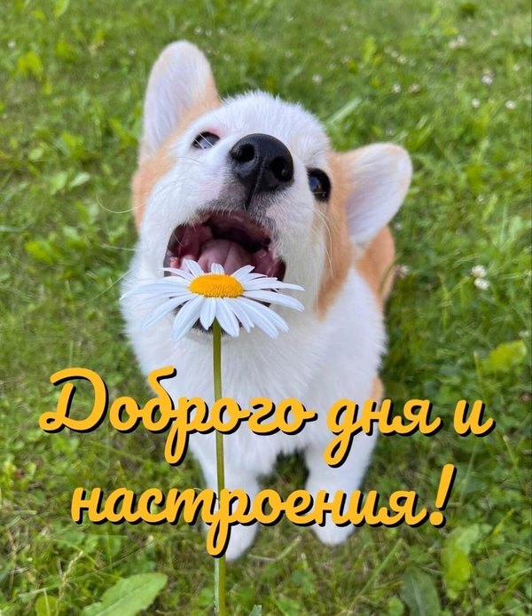 Изображение №69 1038x1200 из коллекции «Летние открытки «Хорошего доброго дня!»»