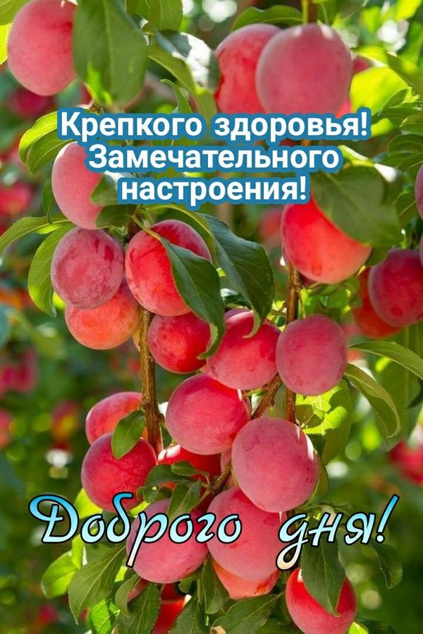 Изображение №7 720x1078 из коллекции «Летние открытки «Хорошего доброго дня!»»