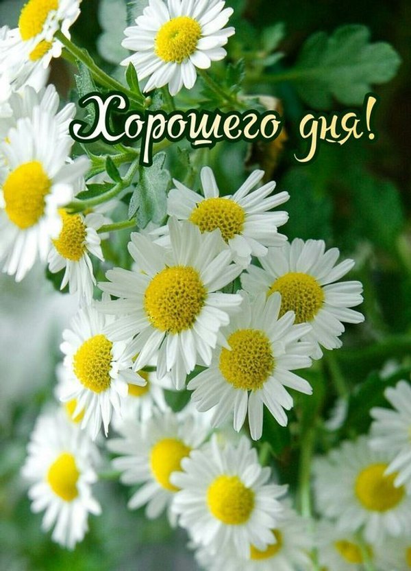 Изображение №33 564x782 из коллекции «Летние открытки «Хорошего доброго дня!»»