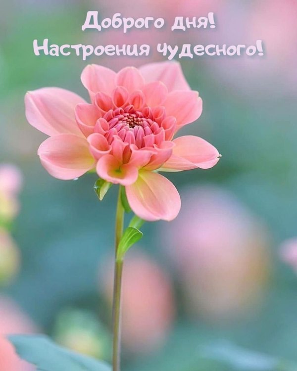 Изображение №67 1000x1250 из коллекции «Летние открытки «Хорошего доброго дня!»»