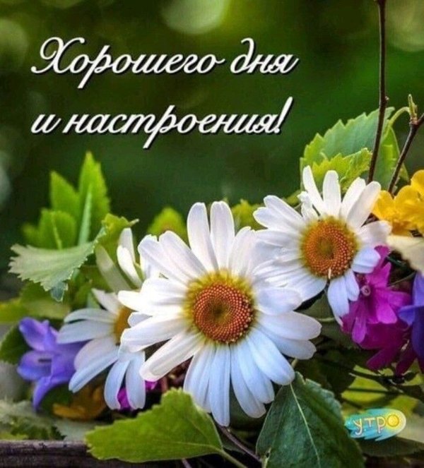 Изображение №56 720x796 из коллекции «Летние открытки «Хорошего доброго дня!»»