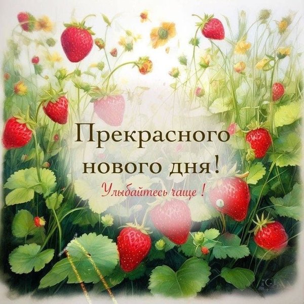 Изображение №62 736x736 «Прекрасного нового дня!» из коллекции «Летние открытки «Хорошего доброго дня!»»