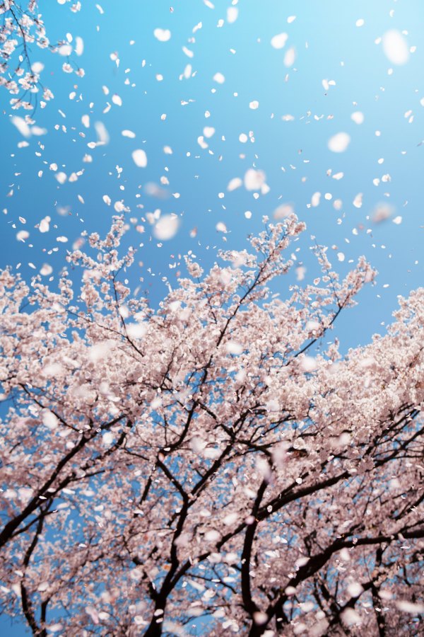 Изображение №57 2500x3750 «Цветущее дерево, небо голубое» из коллекции «Весна»