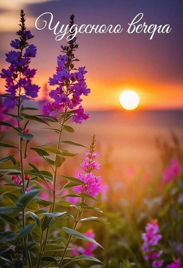 Изображение №60 657x960  из коллекции «Летние открытки «Хорошего доброго вечера!»»