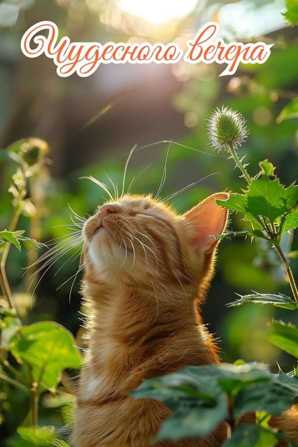 Изображение №46 736x1104  из коллекции «Летние открытки «Хорошего доброго вечера!»»