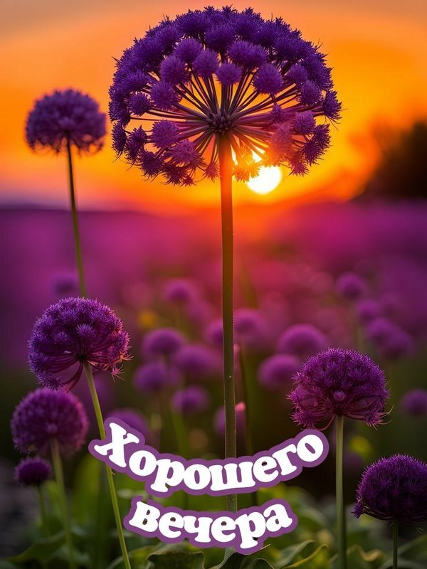 Изображение №78 736x981 «Красивая открытка Хорошего вечера!» из коллекции «Летние открытки «Хорошего доброго вечера!»»