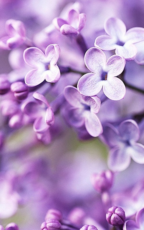 Изображение №15 1000x1600 «Цветочки сирени крупным планом» из коллекции «Весна»