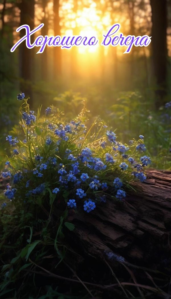 Изображение №82 736x1288  из коллекции «Летние открытки «Хорошего доброго вечера!»»