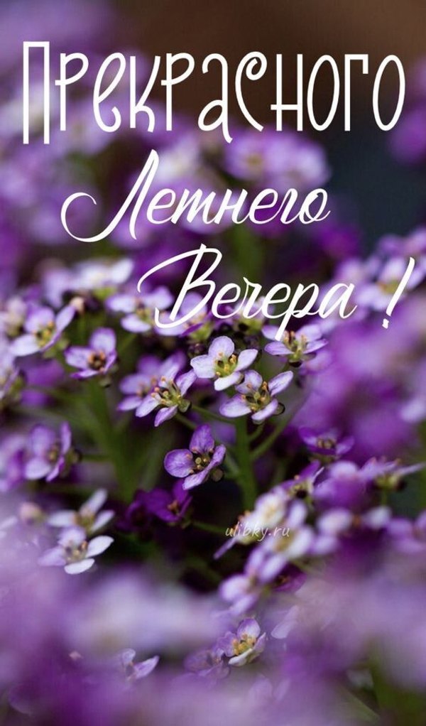 Изображение №85 564x961  из коллекции «Летние открытки «Хорошего доброго вечера!»»