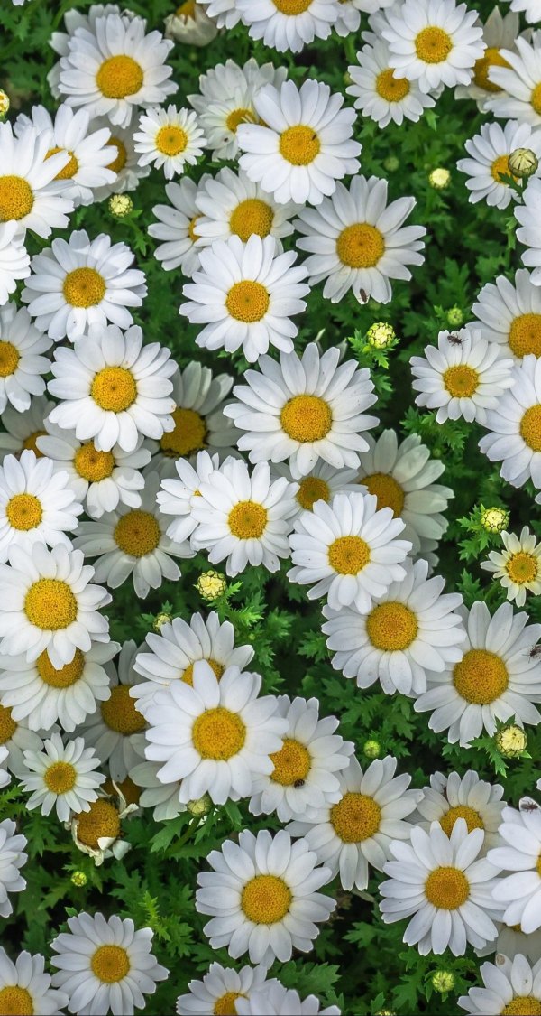 Изображение №4 1152x2160 «Цветы ромашки фон на телефон» из коллекции «Весна»