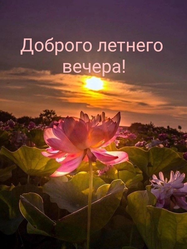 Изображение №73 721x960 «Доброго летнего вечера!» из коллекции «Летние открытки «Хорошего доброго вечера!»»