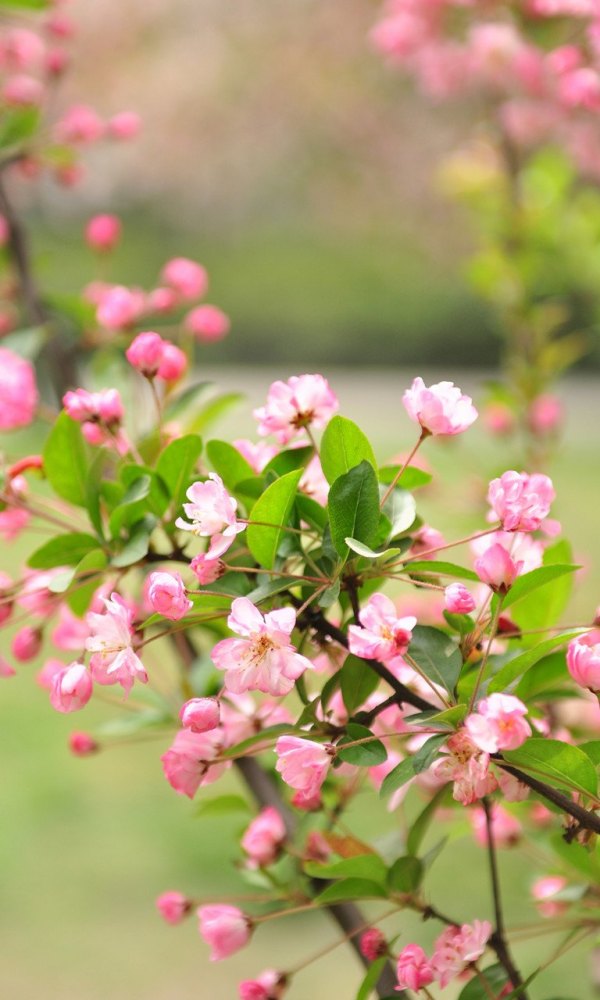 Изображение №36 768x1280 «Розовые цветочки, весеннее цветение» из коллекции «Весна»