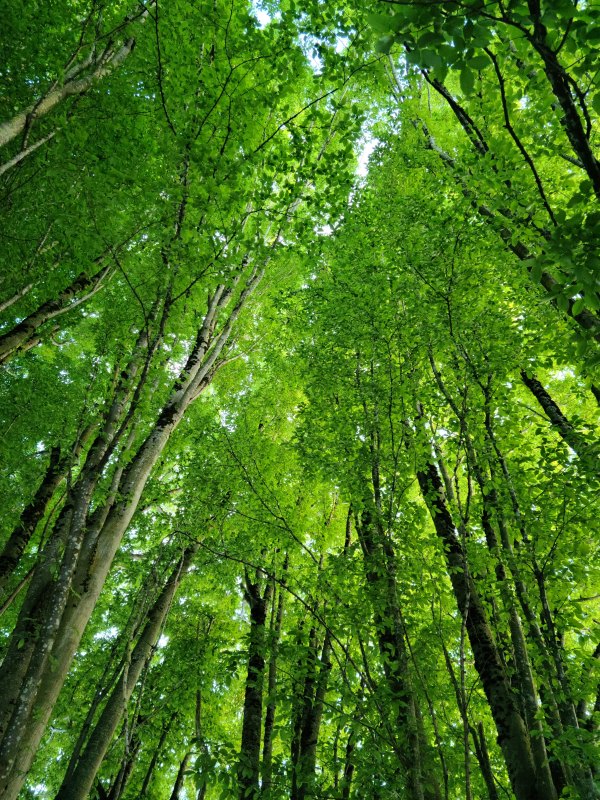 Изображение №24 6144x8192 «Весенний зеленый парк лес» из коллекции «Весна»