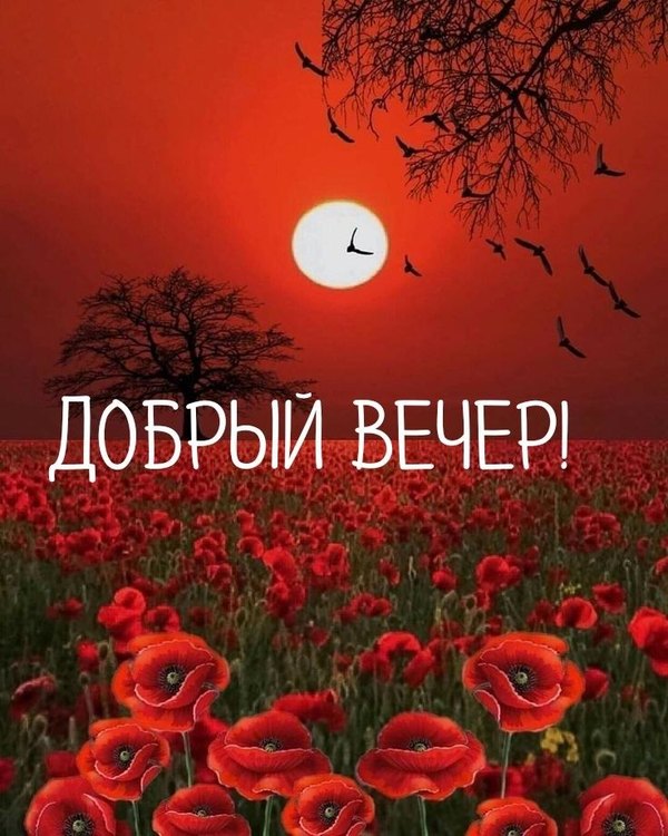 Изображение №90 736x920  из коллекции «Летние открытки «Хорошего доброго вечера!»»