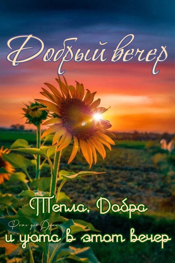 Изображение №9 800x1200 «Красивая открытка Добрый вечер!» из коллекции «Летние открытки «Хорошего доброго вечера!»»