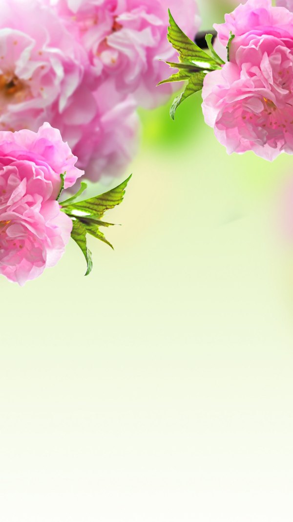 Изображение №23 1440x2560 «Весенний фон с розовыми цветами» из коллекции «Весна»