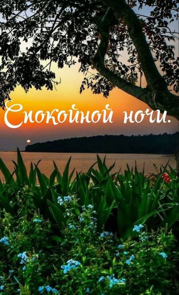 Изображение №31 730x1200  из коллекции «Летние открытки «Спокойной доброй ночи!»»