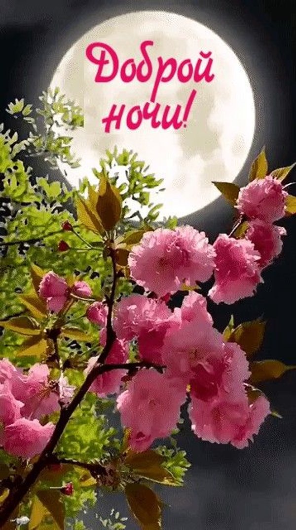 Изображение №21 358x640  из коллекции «Летние открытки «Спокойной доброй ночи!»»