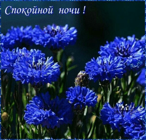 Изображение №55 604x581  из коллекции «Летние открытки «Спокойной доброй ночи!»»