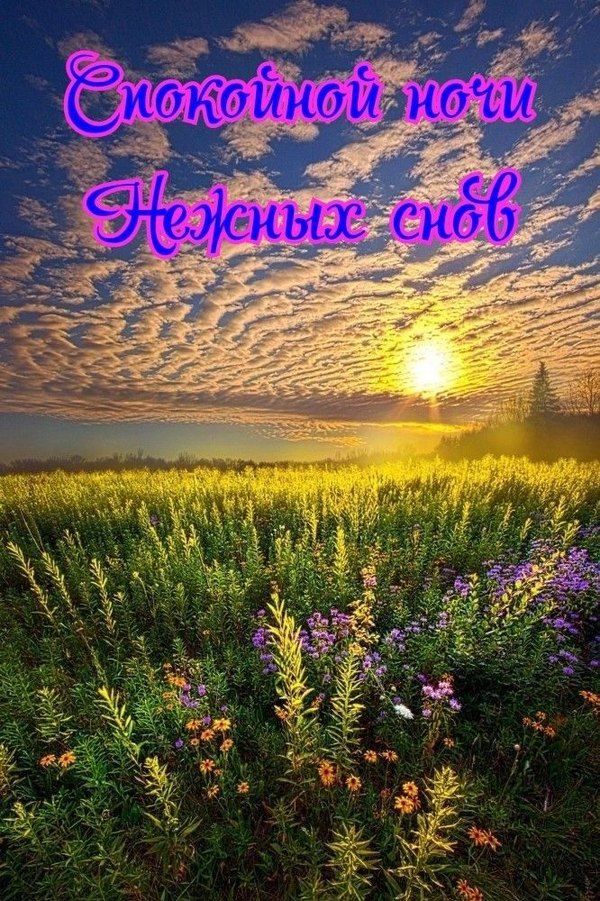 Изображение №37 666x1000  из коллекции «Летние открытки «Спокойной доброй ночи!»»