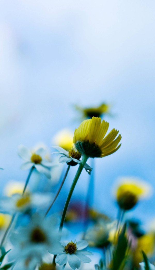 Изображение №75 1400x2440 «Цветочки на светло голубом фоне» из коллекции «Весна»