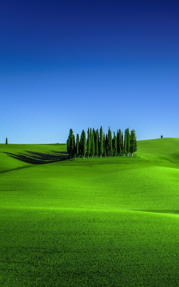 Изображение №28 2560x4098 «Зеленый луг, синее небо, пейзаж обои на телефон» из коллекции «Весна»