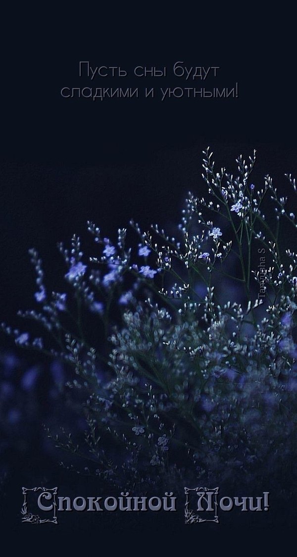 Изображение №59 736x1380  из коллекции «Летние открытки «Спокойной доброй ночи!»»