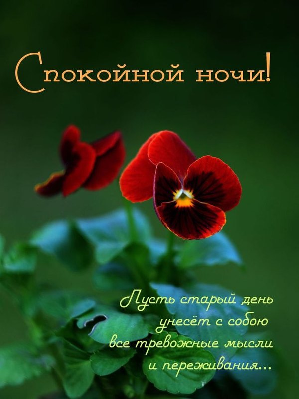 Изображение №2 736x981  из коллекции «Летние открытки «Спокойной доброй ночи!»»