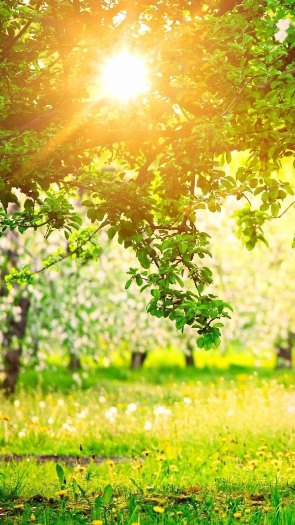 Изображение №31 900x1600 «Цветущий сад, солнце светит сквозь дерево, весна, фон на телефон» из коллекции «Весна»