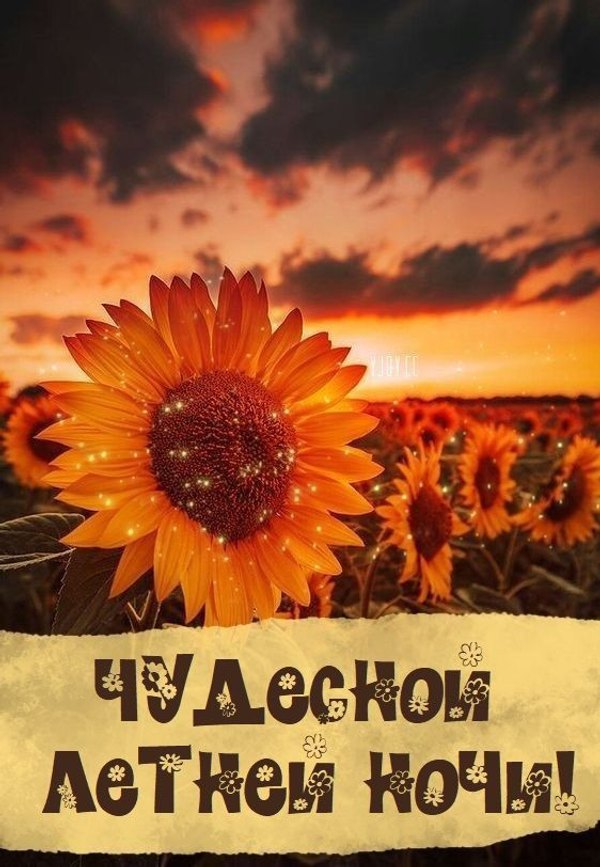 Изображение №84 562x812 «Красивая Открытка Чудесной летней ночи!» из коллекции «Летние открытки «Спокойной доброй ночи!»»