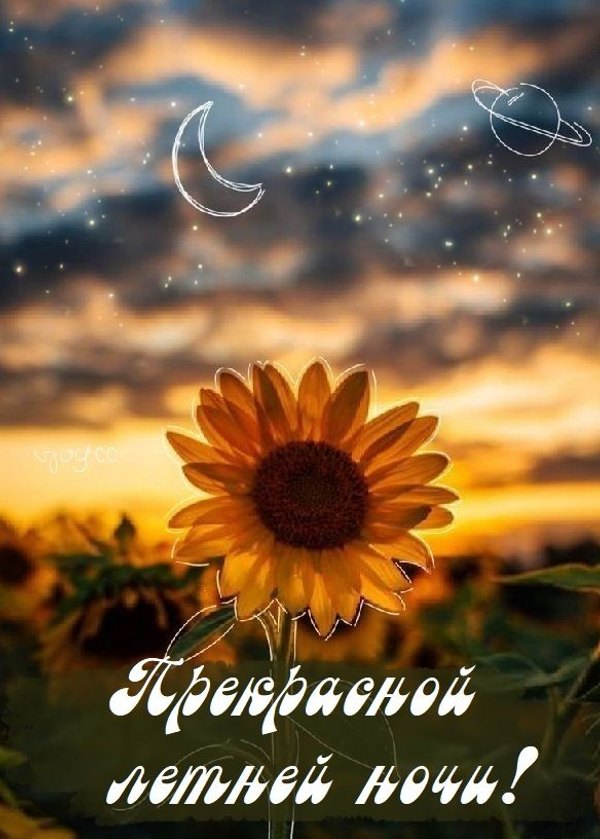 Изображение №85 584x817 «Открытка Прекрасной летней ночи!» из коллекции «Летние открытки «Спокойной доброй ночи!»»