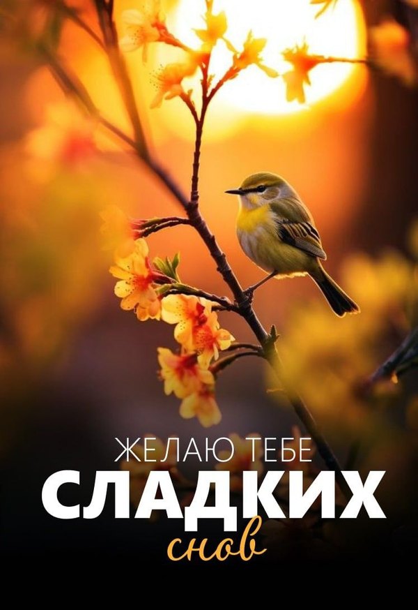 Изображение №47 747x1088 «Открытка Желаю тебе сладких снов!» из коллекции «Летние открытки «Спокойной доброй ночи!»»