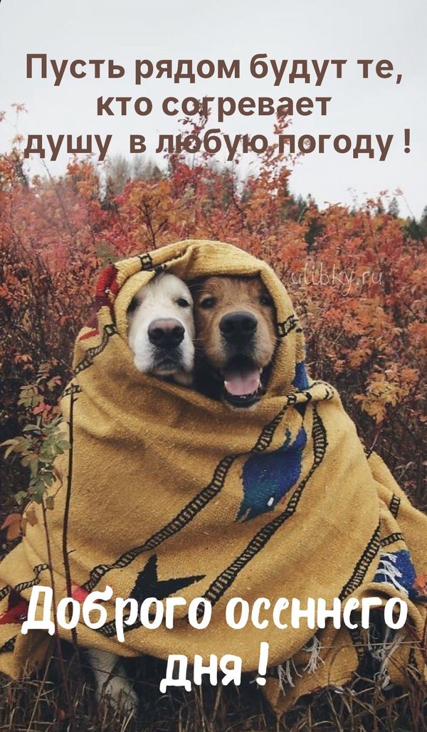 Изображение №32 984x1688 «Пусть рядом будут те, кто согревает! Доброго осеннего дня!» из коллекции «Осенние открытки «Хорошего доброго дня!»»