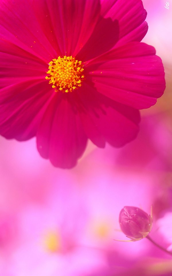 Изображение №49 1200x1920 «Розовый цветок Космея» из коллекции «Весна»