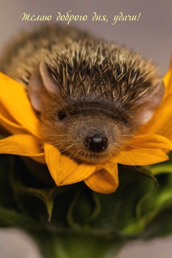 Изображение №50 640x960  из коллекции «Осенние открытки «Хорошего доброго дня!»»